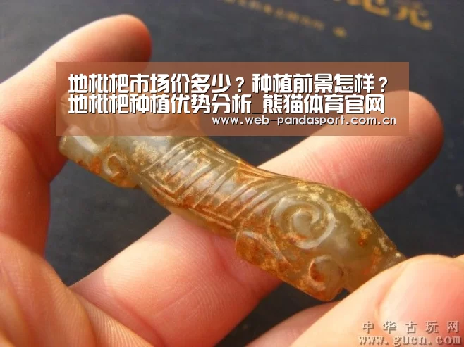 地枇杷市场价多少?种植前景怎样?地枇杷种植优势分析_熊猫体育官网(图3) 熊猫体育官网